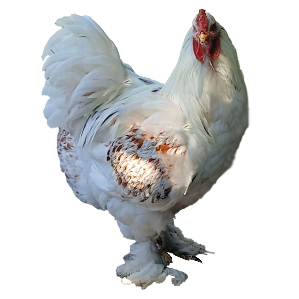 Red Pyle Bloodline 🇪🇸