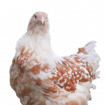 Red Pyle Bloodline 🇪🇸