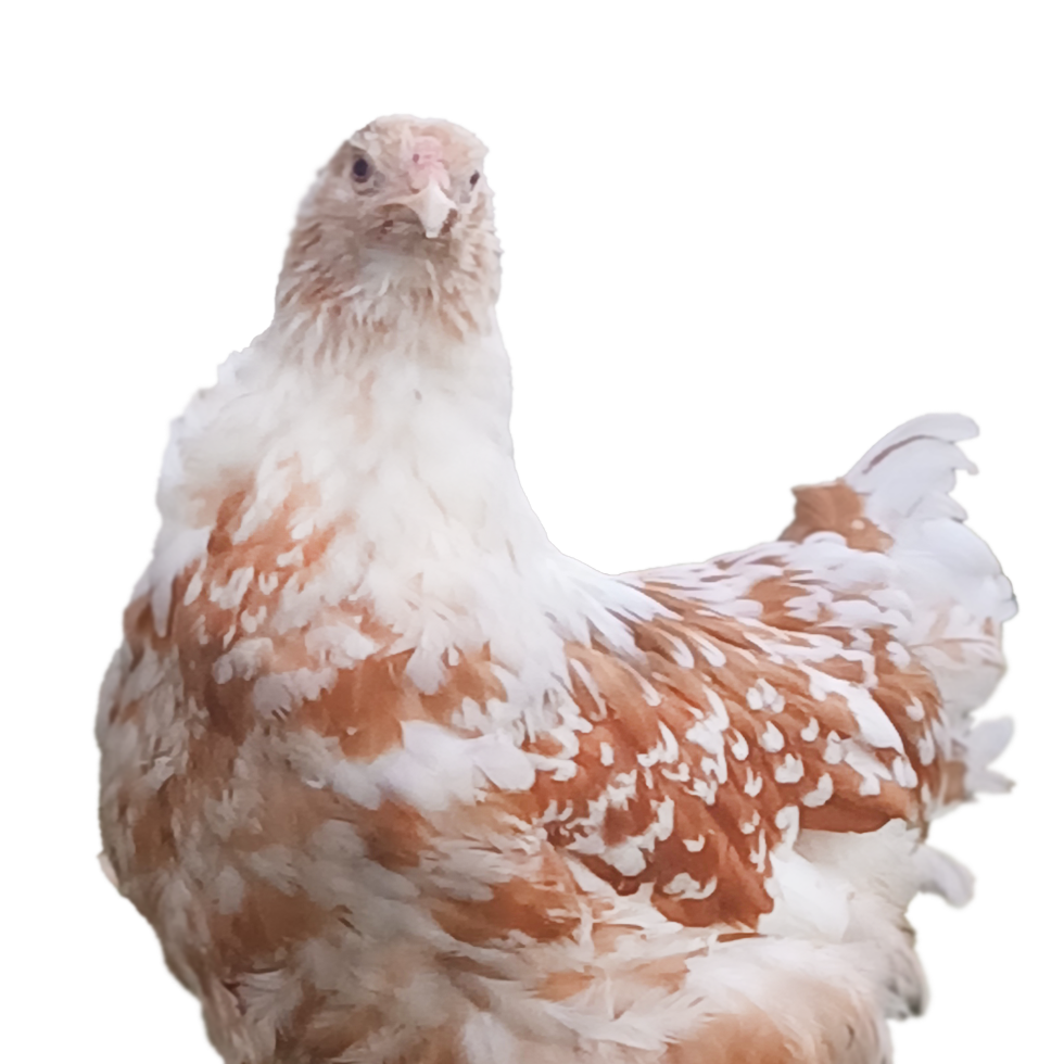 Red Pyle Bloodline 🇪🇸