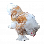 Red Pyle Bloodline 🇪🇸