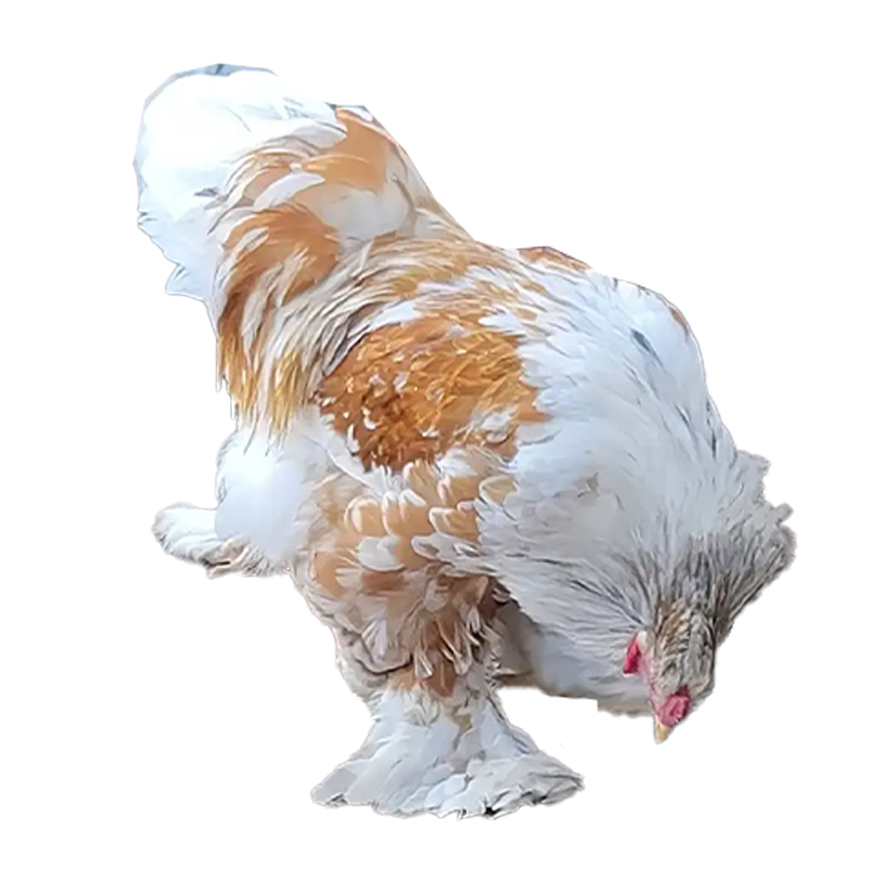 Red Pyle Bloodline 🇪🇸