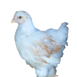 Red Pyle Bloodline 🇪🇸