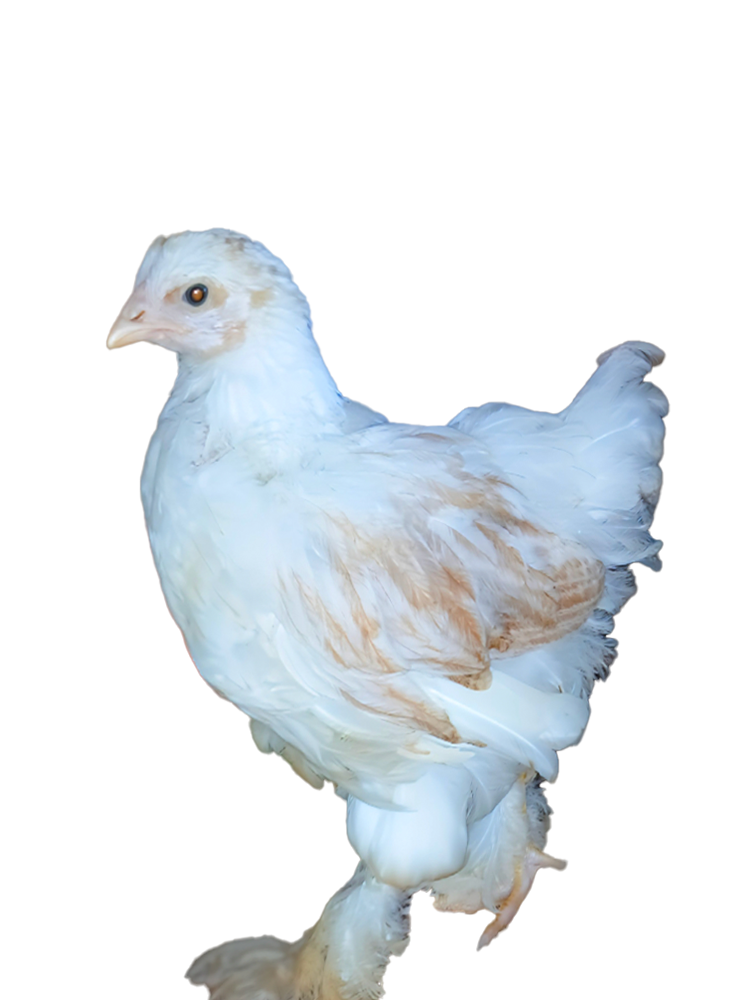 Red Pyle Bloodline 🇪🇸