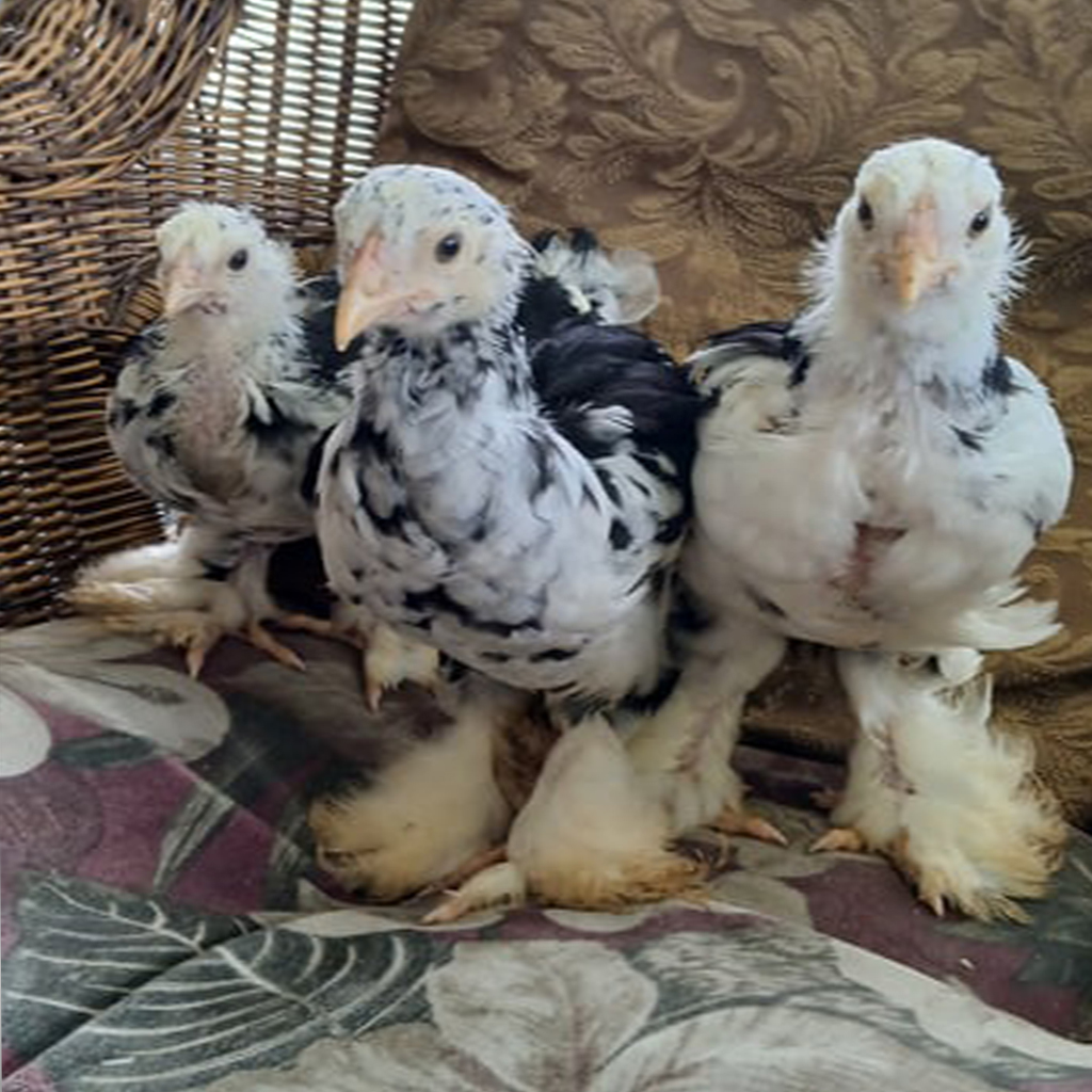 Hatching Eggs at Home