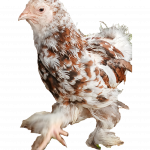 Baby Chicks Bloodline 🇪🇸 🇹🇷