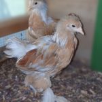 Lemon🍋 Pyle 🇹🇷  1 Month Old