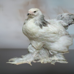 Blue Colombian 🇪🇸  1 Month Old