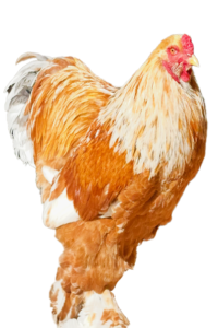 BRAHMA-1