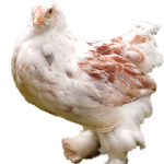 BRAHMA-SmallLogo