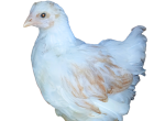 REDPYLE05